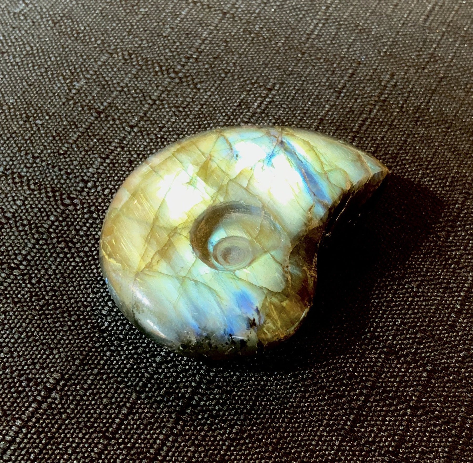 Carved Golden Blue Labradorite Ammonite - Dakota Nature LLC