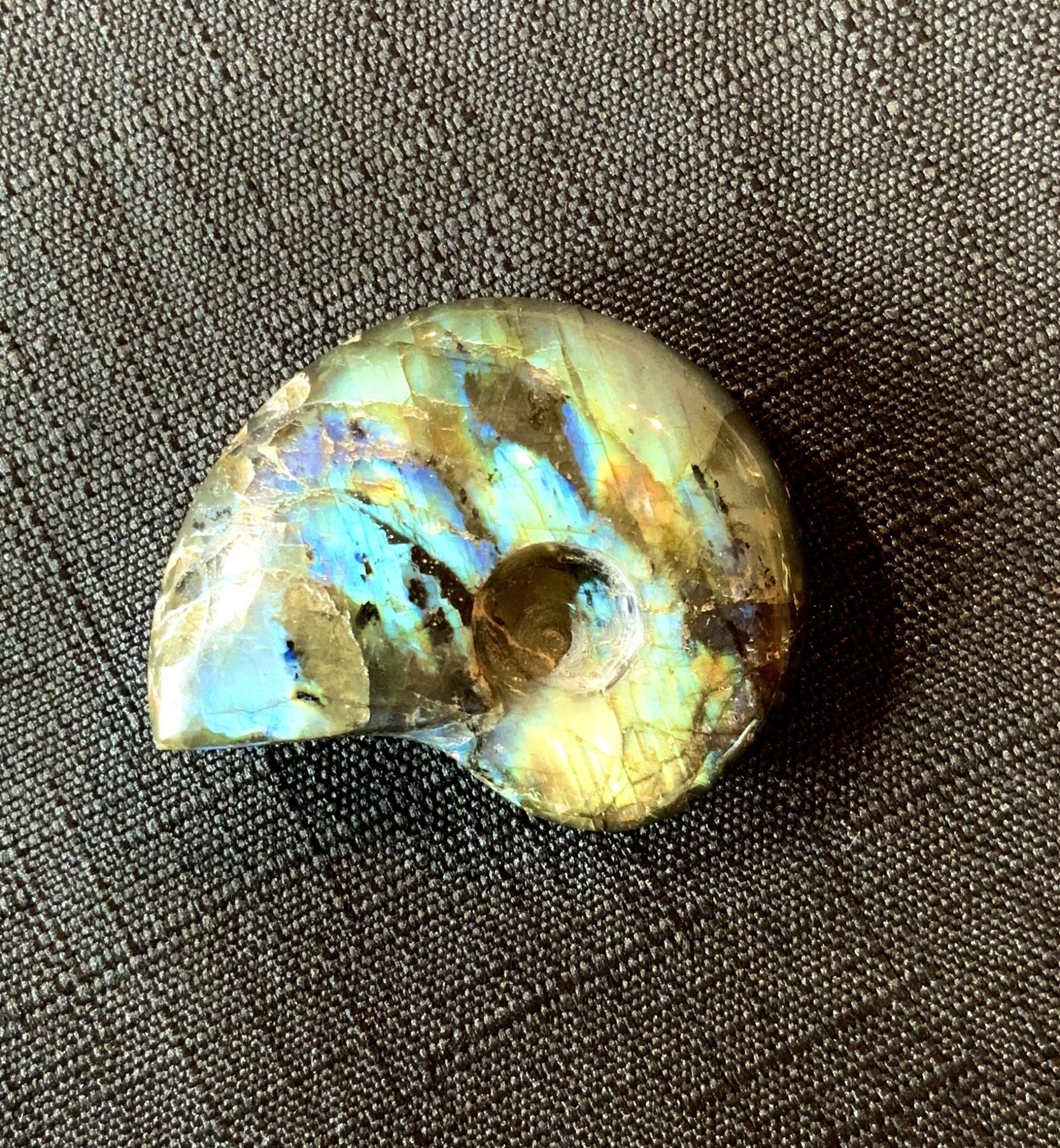 Carved Golden Blue Labradorite Ammonite - Dakota Nature LLC