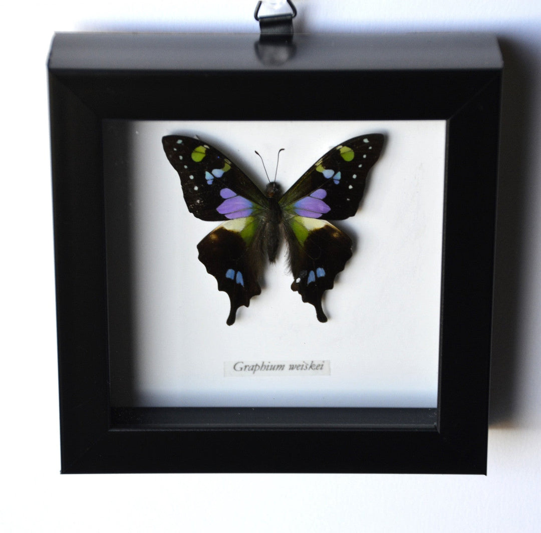 Graphium Weiskei Purple Spotted Swallowtail Butterfly Framed